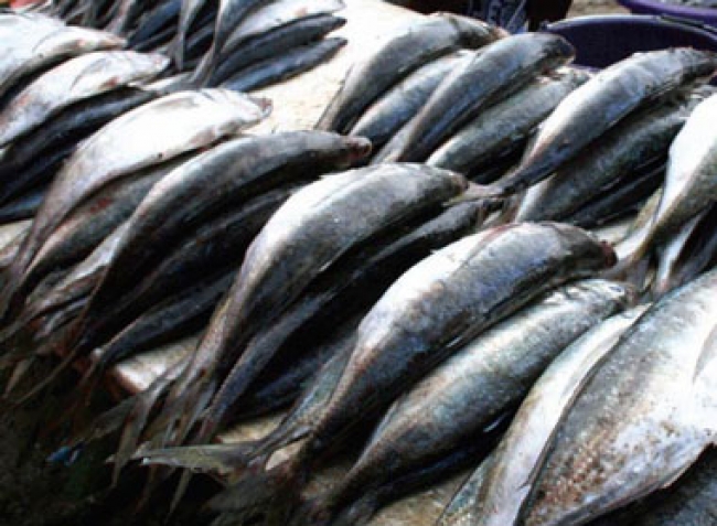 O facto foi anunciado na Zambézia pelo Vice-Ministro do Mar, Águas Interiores e Pescas, Henrique Bongece.