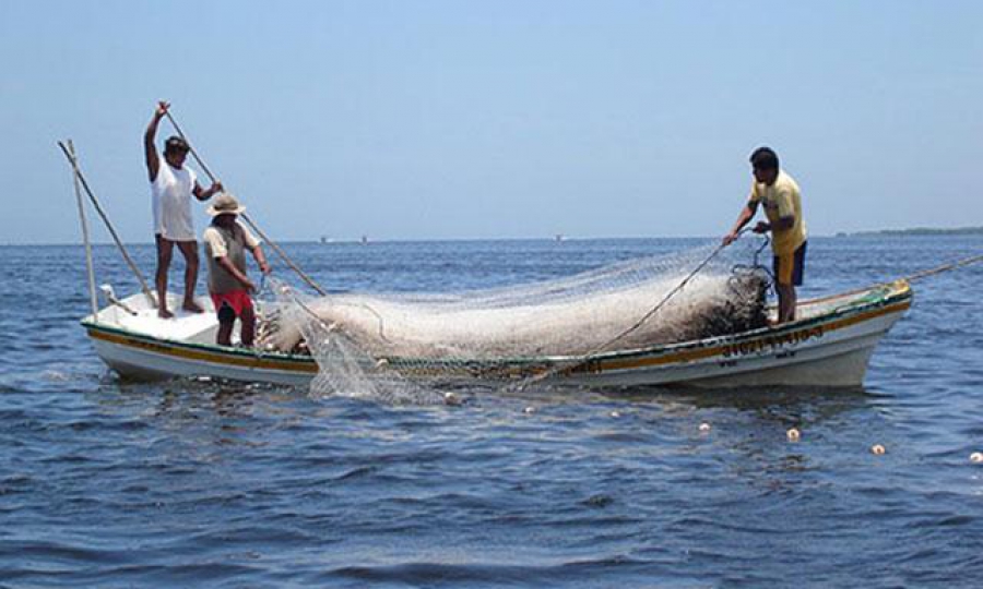 Trata-se de pontos que oferecem condições de higiene, com acesso a água, bancas e saneamento para o processamento primário de espécies como raias e tubarões. 