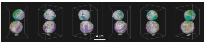 Estes 3-D associação elementar mapas gerados usando transmissão tomografia de raios X mostram o material de cátodo feito pela Berkeley Lab Marca Doeff e sua equipe usando spray pirólise.