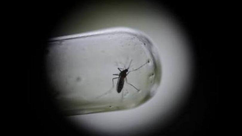 Aedes aegypti: o vírus, endêmico na África, começou a se propagar pela América Latina e é transmitido pelo mosquito Aedes aegypti