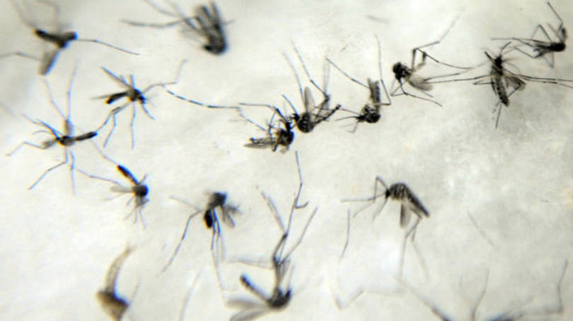 Aedes aegypti: os três contraíram o vírus, ligado ao nascimento de bebês com microcefalia, através de picadas de mosquito em Colômbia, Suriname e Guiana
