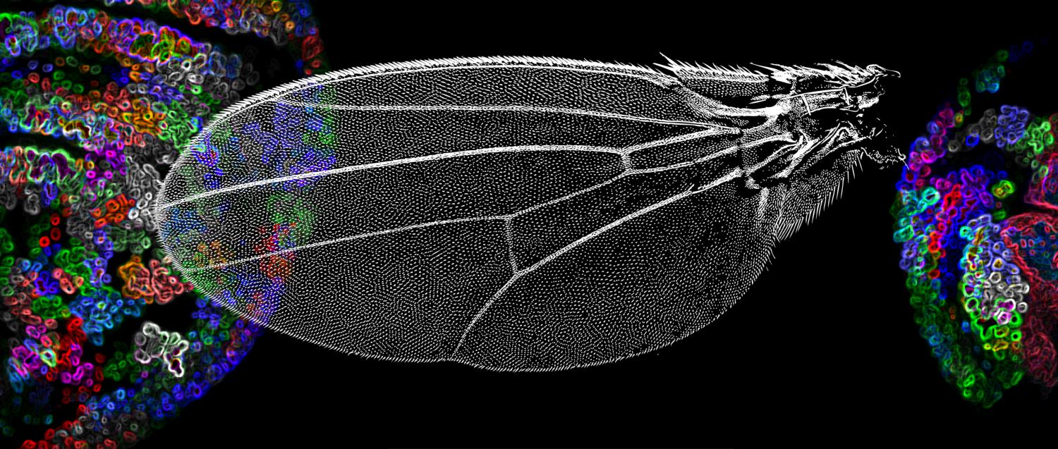 "Morphotrap" para estudar o desenvolvimento da asa na mosca da fruta.