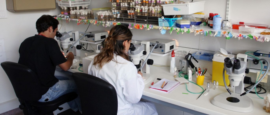 drogas convencionais para as células cancerígenas".