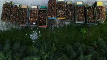Indonésia suspende exportação de óleo de Palma