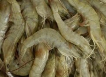 SOFALA: APREENDIDAS CERCA DE 8 TONELADAS DE CAMARÃO CAPTURADO ILEGALMENTE